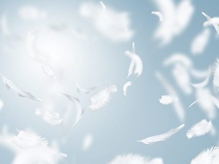 Couette plumes de canard